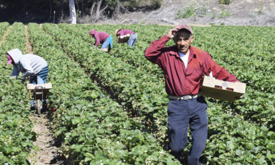 Farm workers in California field