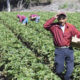 Farm workers in California field