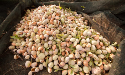 Picture of harvested California almonds