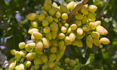 A pistachio tree in Central California