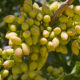 A pistachio tree in Central California