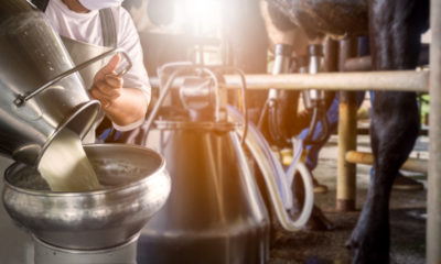 Photo of raw milk being poured into a stainless steel container