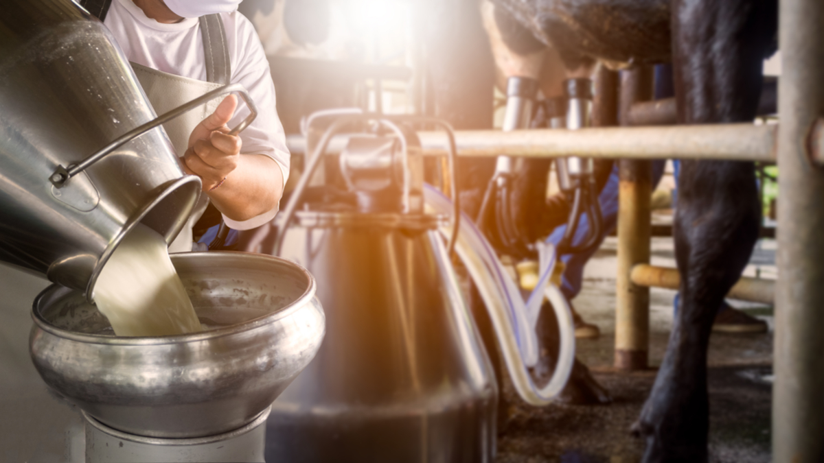 Photo of raw milk being poured into a stainless steel container