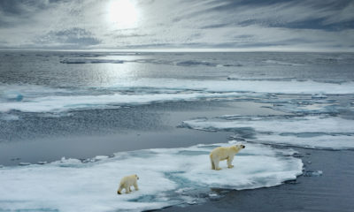 Photo of polar bears on melting ice