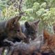 Photo of gray wolves