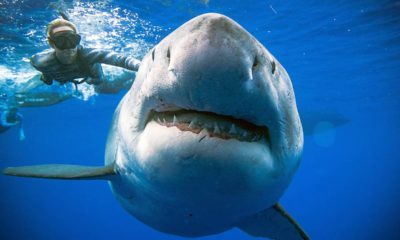 Photo of a shark researcher and advocate, swimming with a large great white shark