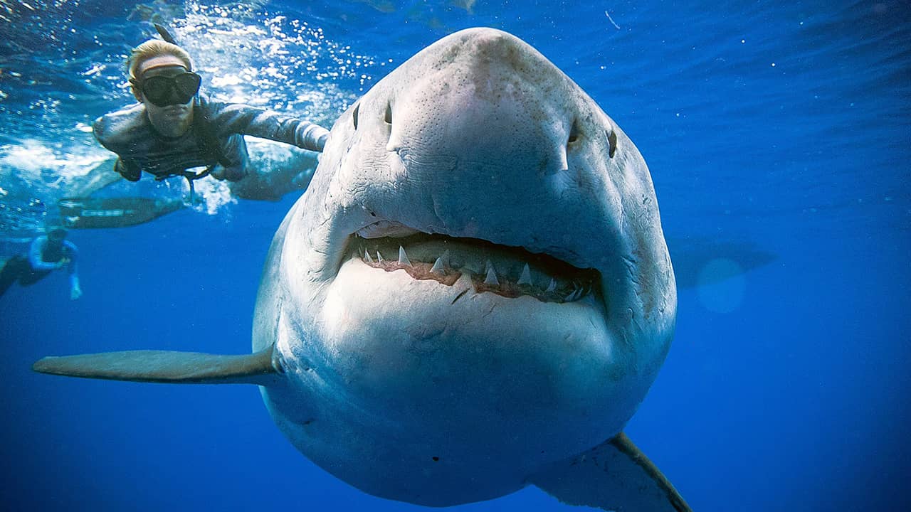 Photo of a shark researcher and advocate, swimming with a large great white shark