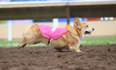 Corgi racing