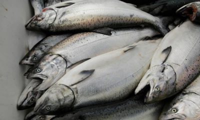 Photo of chinook salmon