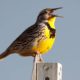 Photo of a western meadowlark