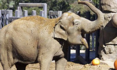 Photo of Little Mac, the Asian elephant