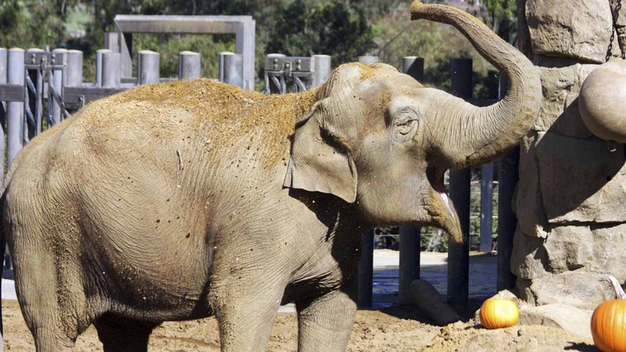 Photo of Little Mac, the Asian elephant