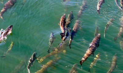 Photo of salmon swimming