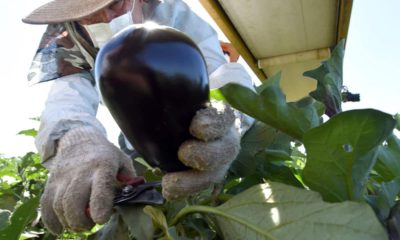 Photo of Rafael Santos picking eggplants