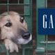 The Gap logo incorporated into a picture of a dog in a cage