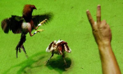 Photo of a cockfight in Puerto Rico