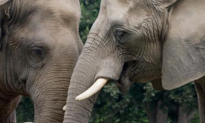 Photo of Tembo and Hero the elephants