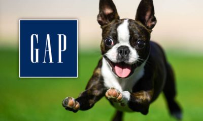 Photo of a bounding Boston terrier in a field of grass accompanied by The Gap logo