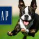 Photo of a bounding Boston terrier in a field of grass accompanied by The Gap logo