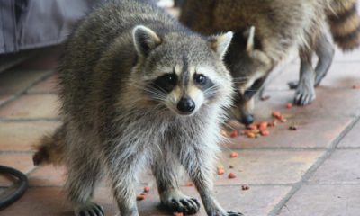 Photo of two raccoons eating dog food in a yard