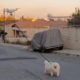 Photo of a dog being walked by a drone