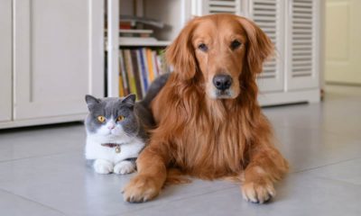 Photo of a cat next to a dog