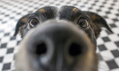 Photo of a close up of a dog's nose