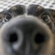 Photo of a close up of a dog's nose