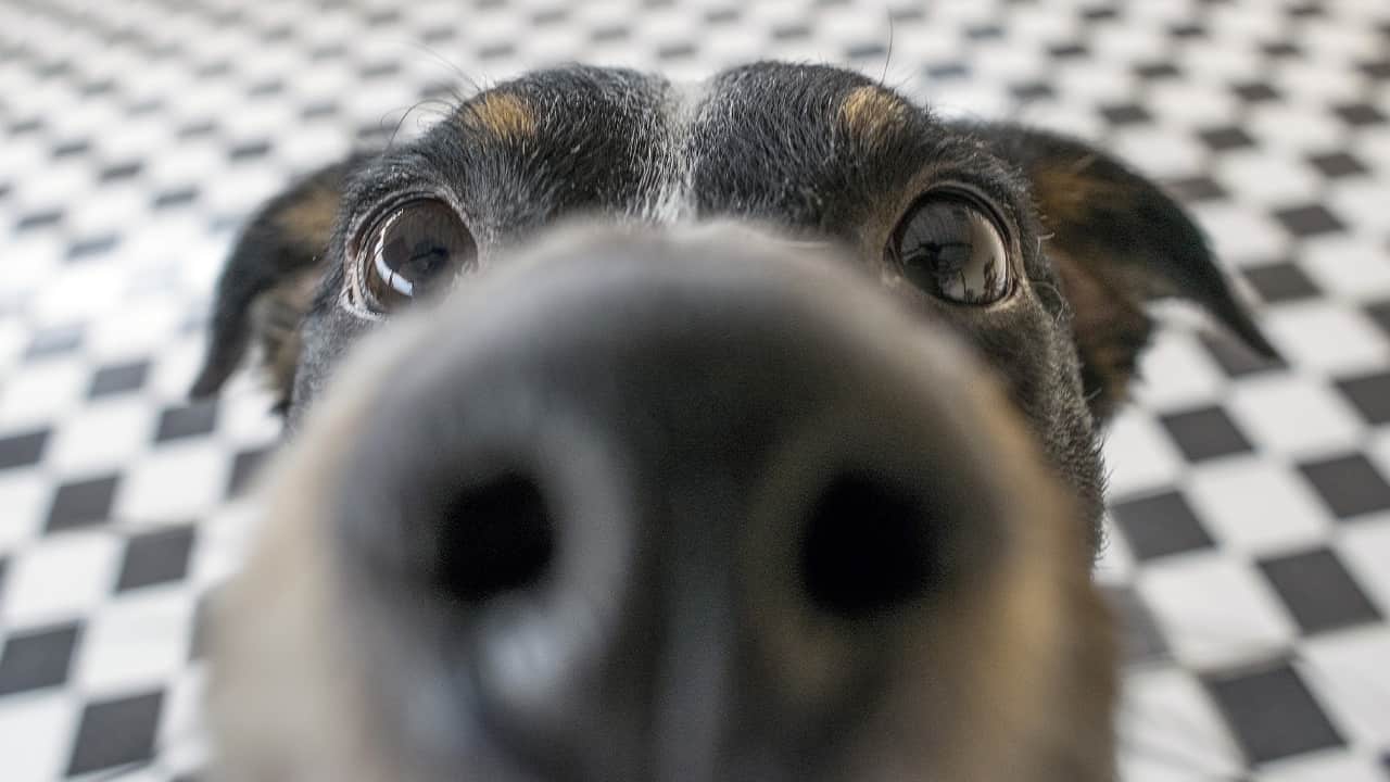 Photo of a close up of a dog's nose