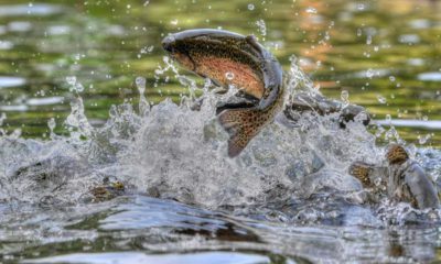 Photo of a trout