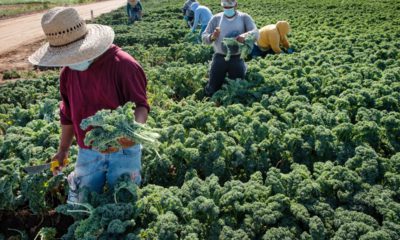 Photo of workers harvesting kale at a farm west of Modesto, California