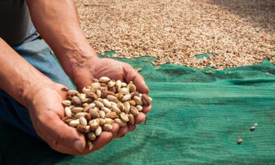 Photo of a man holding pistachios