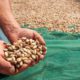 Photo of a man holding pistachios