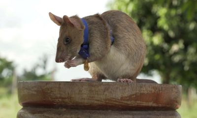 Photo of Cambodian landmine detection rat, Magawa