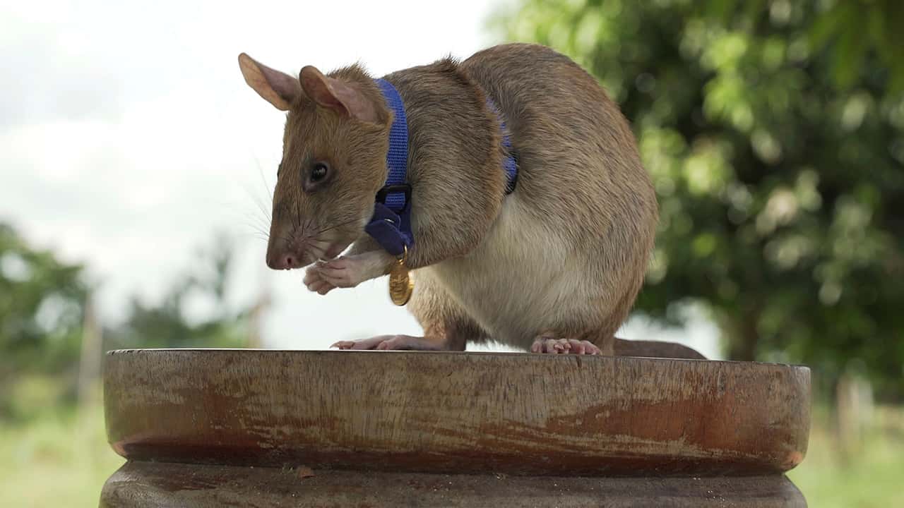 Photo of Cambodian landmine detection rat, Magawa