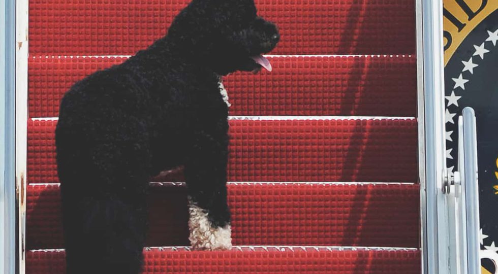 FILE – This Aug. 4, 2010 file photo shows presidential pet Bo climbing the stairs of Air Force One at Andrews Air Force Base, Md. for a flight to Chicago with President Barack Obama. (AP Photo/Cliff Owen, File)